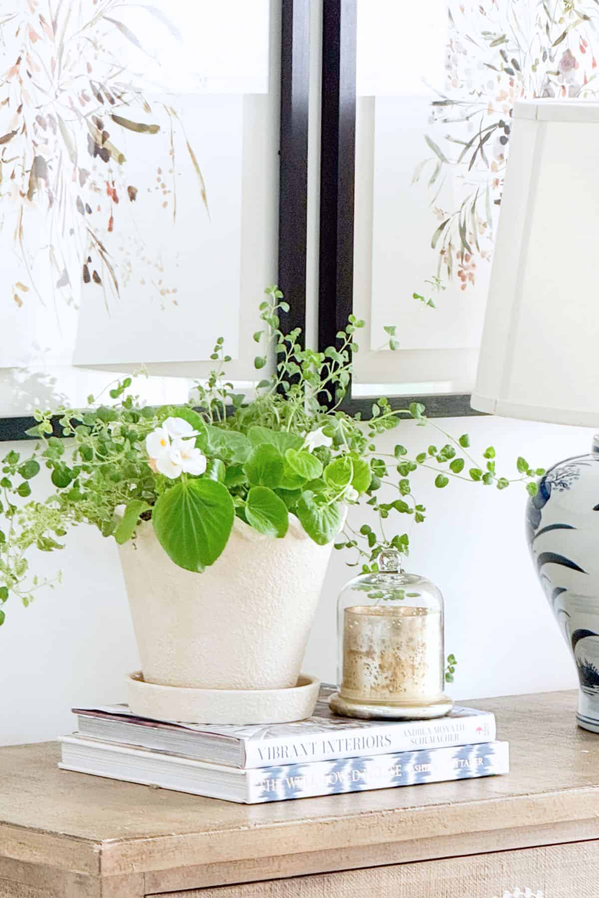 textured pot filled with summer herbs and annuals on a chest with a chinoiserie lamp