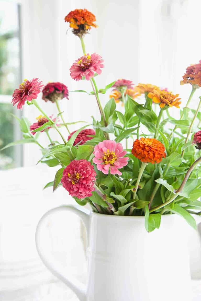zinnias in a white pitcher