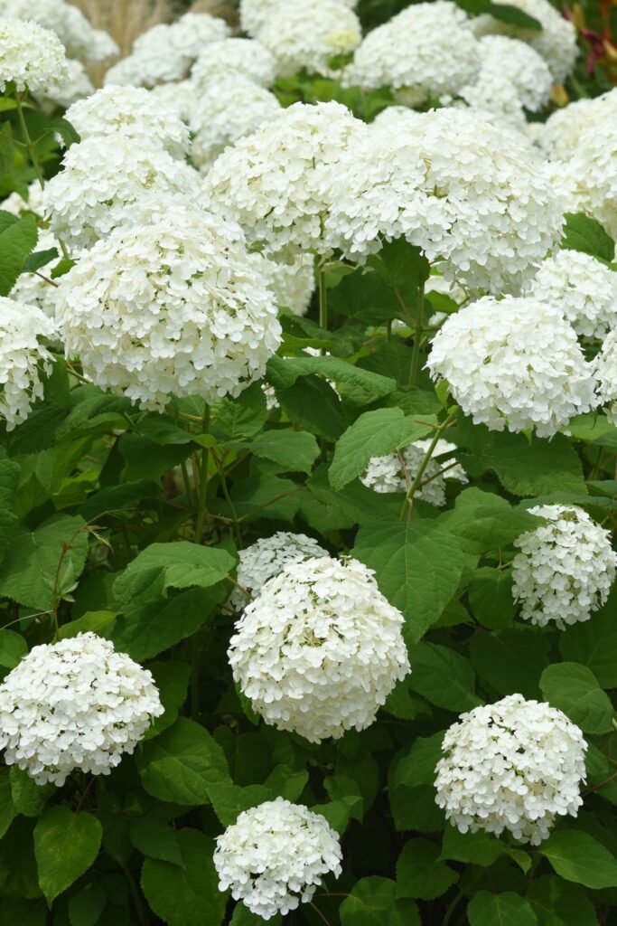 White Annabelle hydrangea blooms growing on a full garden shrub with green foliage