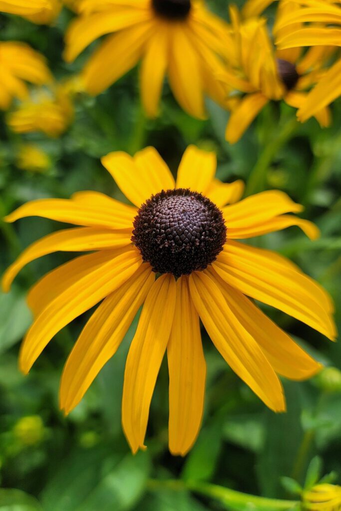 black eyed susan