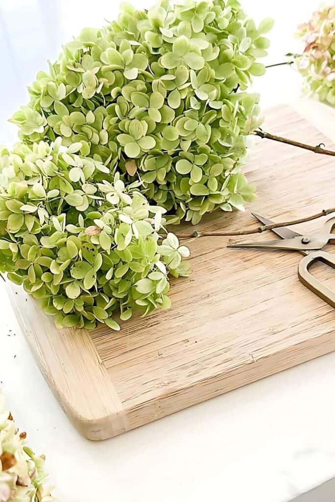 Dried green hydrangea blooms on a wood board beside floral scissors