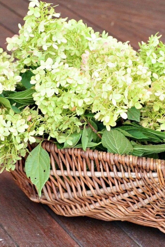 Fresh limelight hydrangeas in soft chartreuse green in a woven basket on a wood outdoor table
