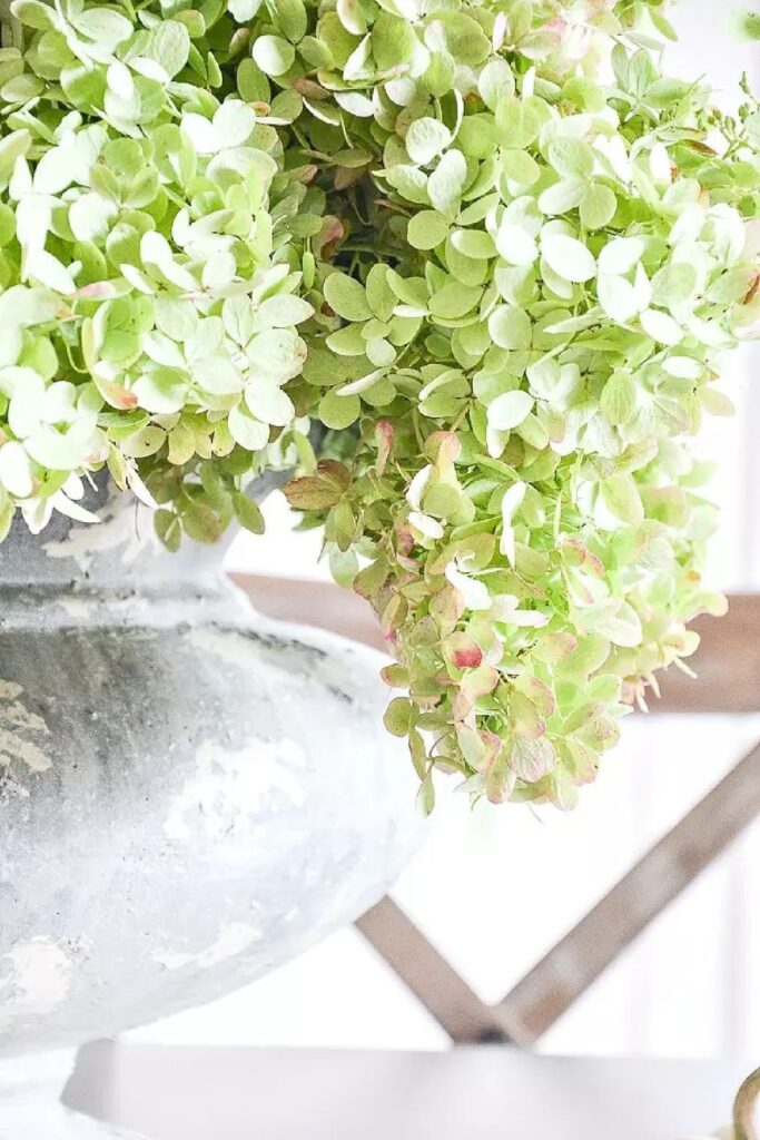 Close up of green hydrangea blooms spilling over the edge of a weathered white urn