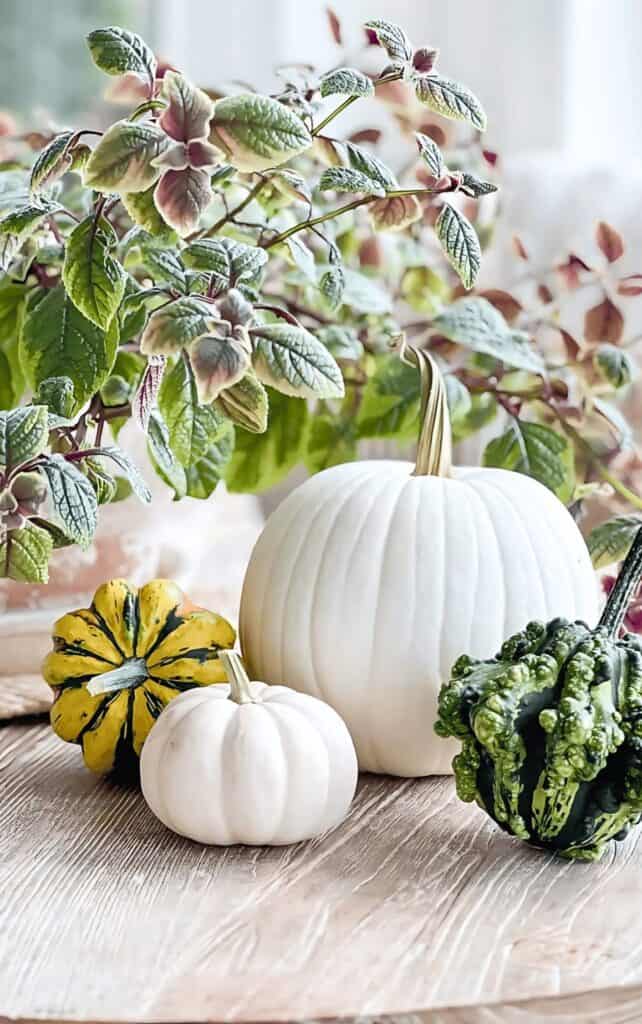 pumpkin, gourds and plants