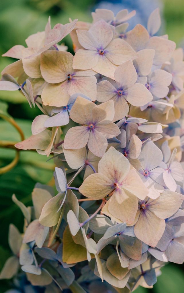 drying hydrangeas on a bush