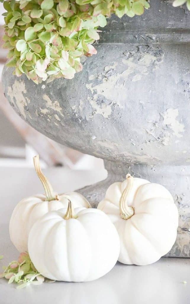 white pumpkins at the base of an urn of drying hydrangeas
